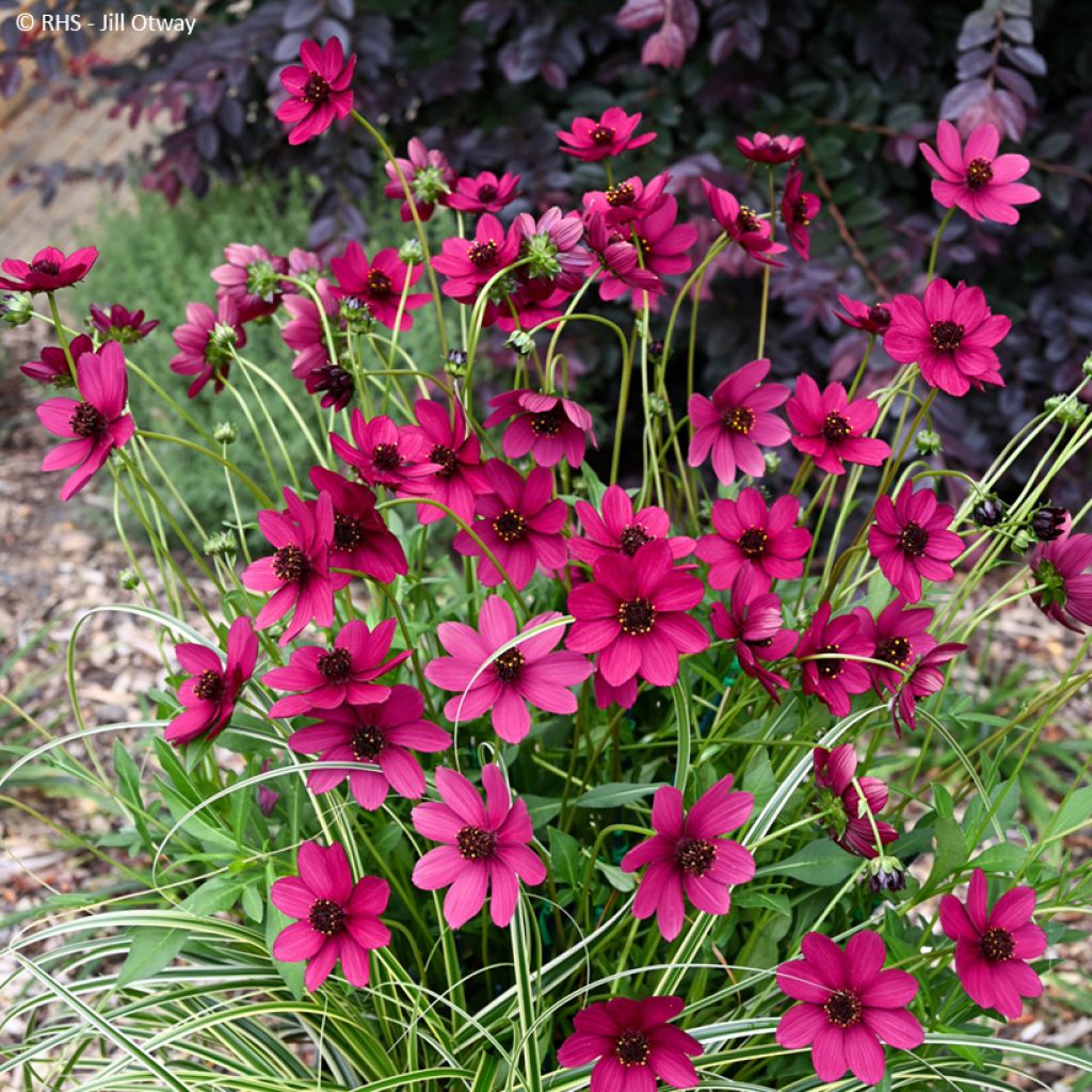 Cosmos atrosanguineus Cherry Chocolat - Fior di cioccolato