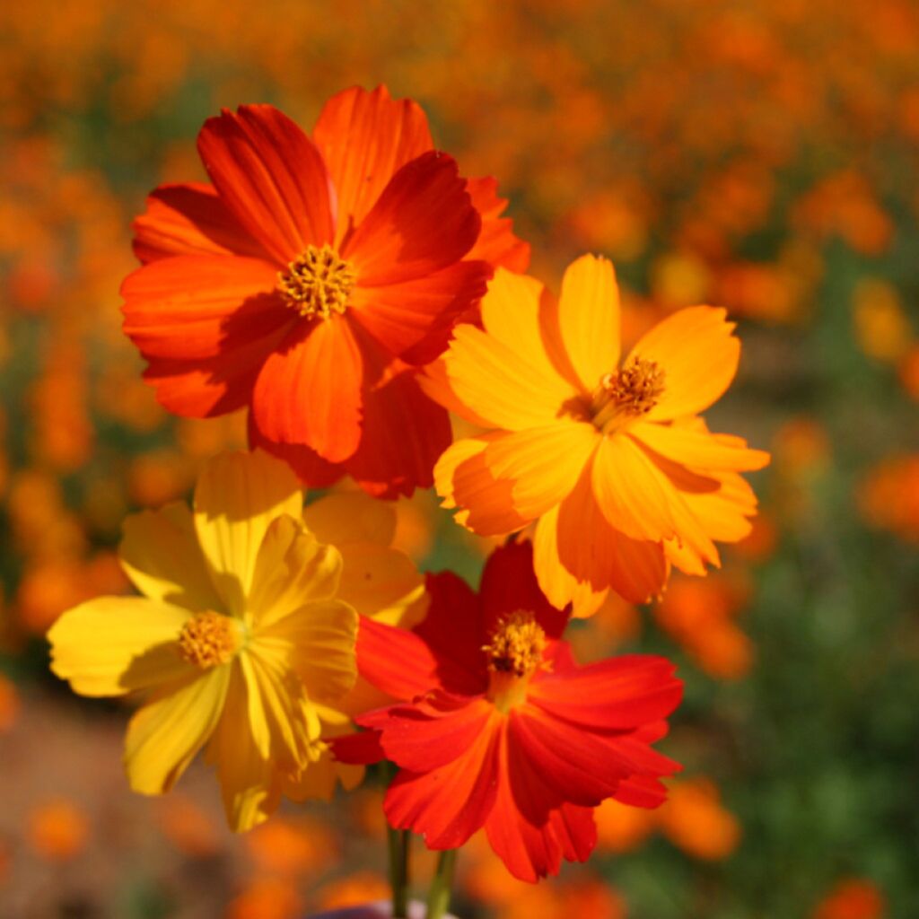 Cosmos sulphureus Bright Lights Mix - Cosmea arancione