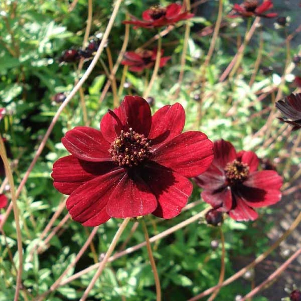 Cosmos atrosanguineus - Cosmos chocolat en bulbe