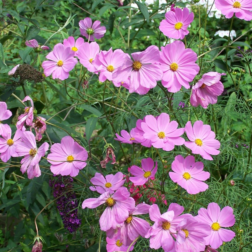 Cosmos peucedanifolius Flamingo - Cosmea