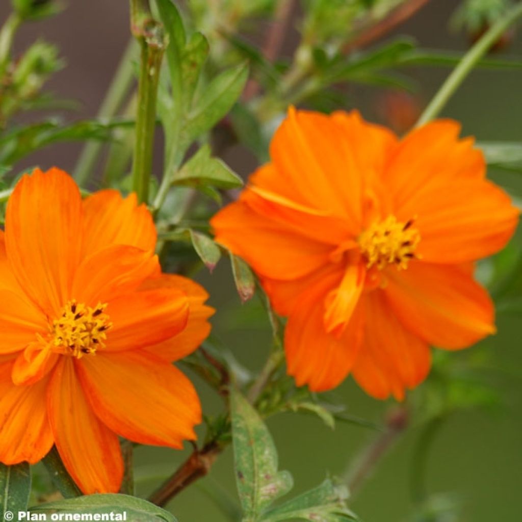 Cosmos sulphureus Mandarin - Cosmea arancione