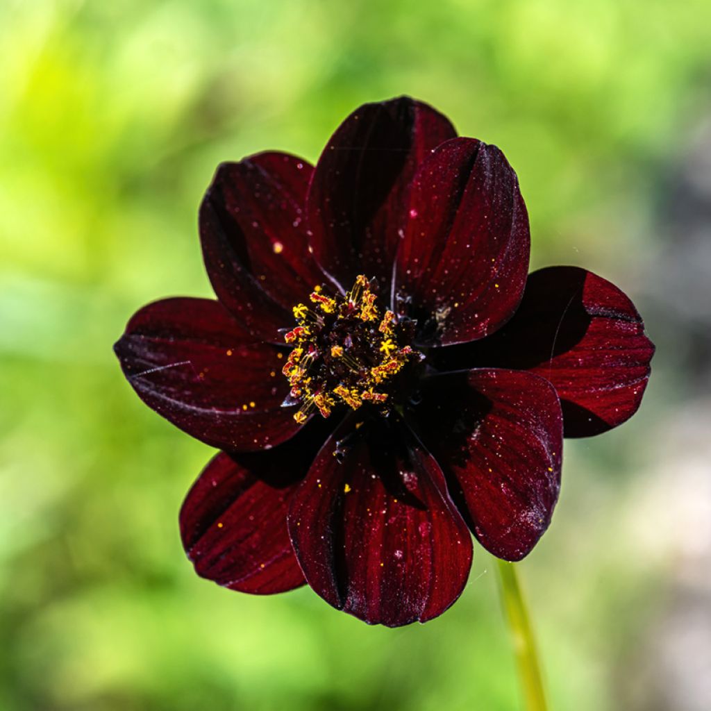 Cosmos Mexican Black - Cosmea