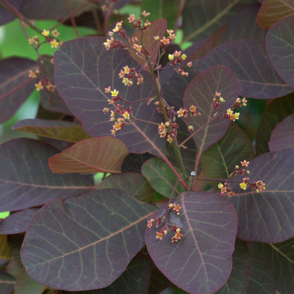 Cotinus Grace