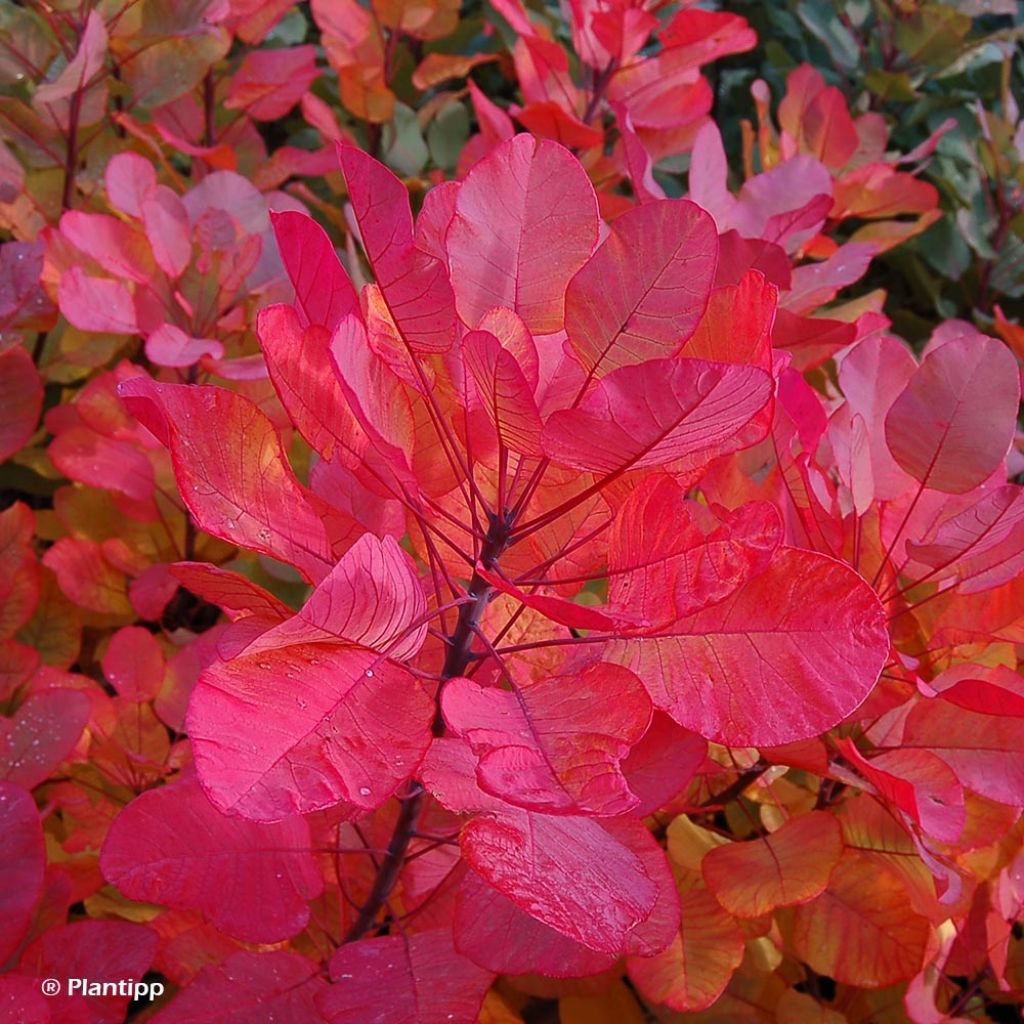 Cotinus coggygria Old Fashioned - Arbre à Perruques