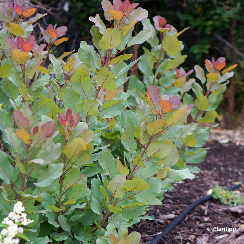 Cotinus coggygria Old Fashioned - Arbre à Perruques