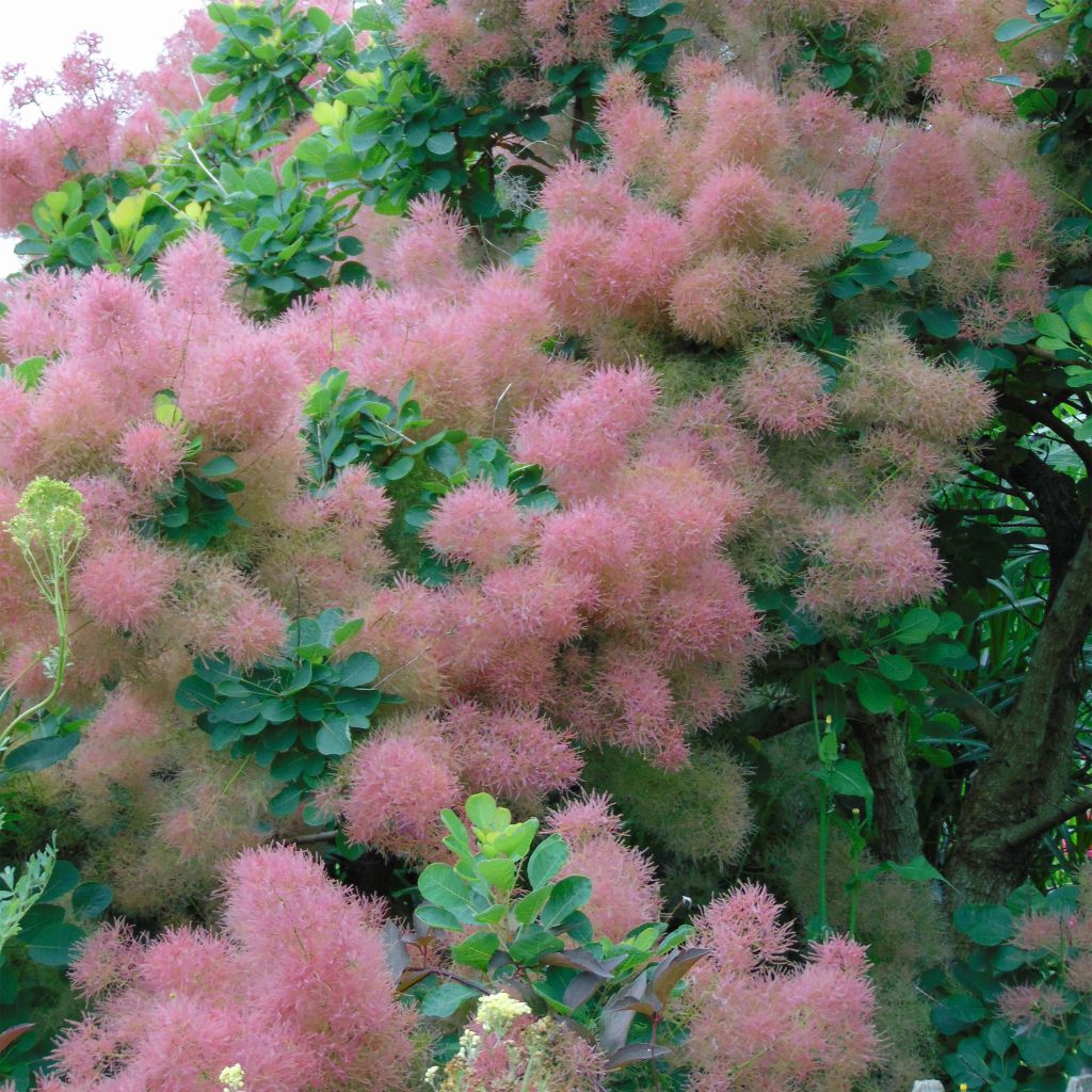 Cotinus Smokey Joe - Arbre à perruque nain.