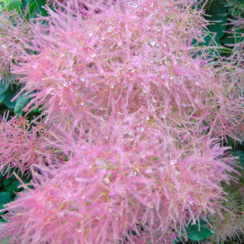 Cotinus Smokey Joe - Arbre à perruque nain.