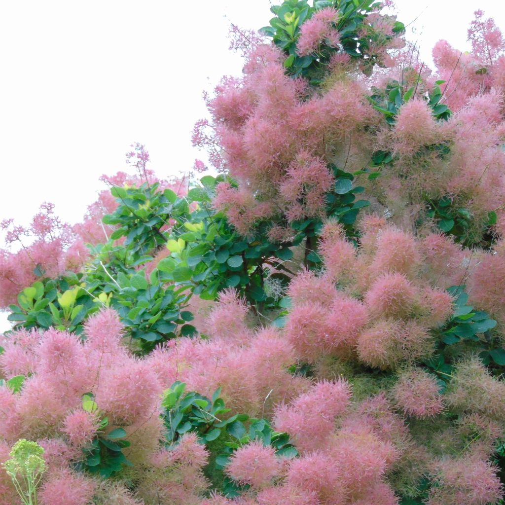 Cotinus Smokey Joe - Arbre à perruque nain.