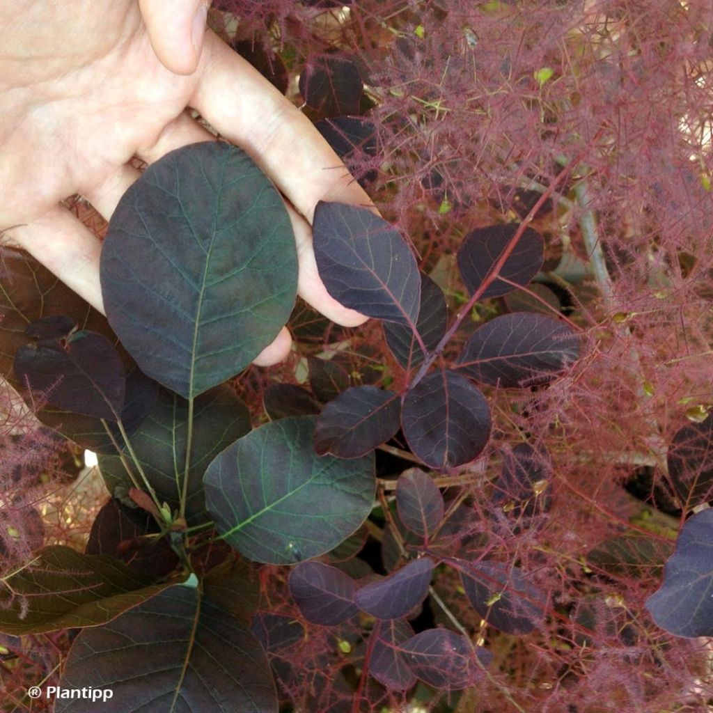 Cotinus coggygria Dusky Maiden - Arbre à Perruques