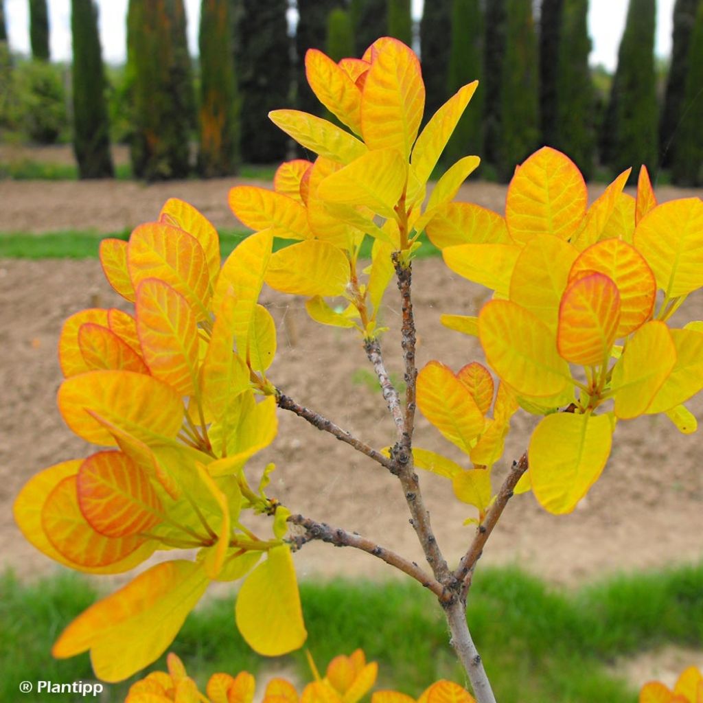 Cotinus coggygria Golden Lady - Arbre à perruque