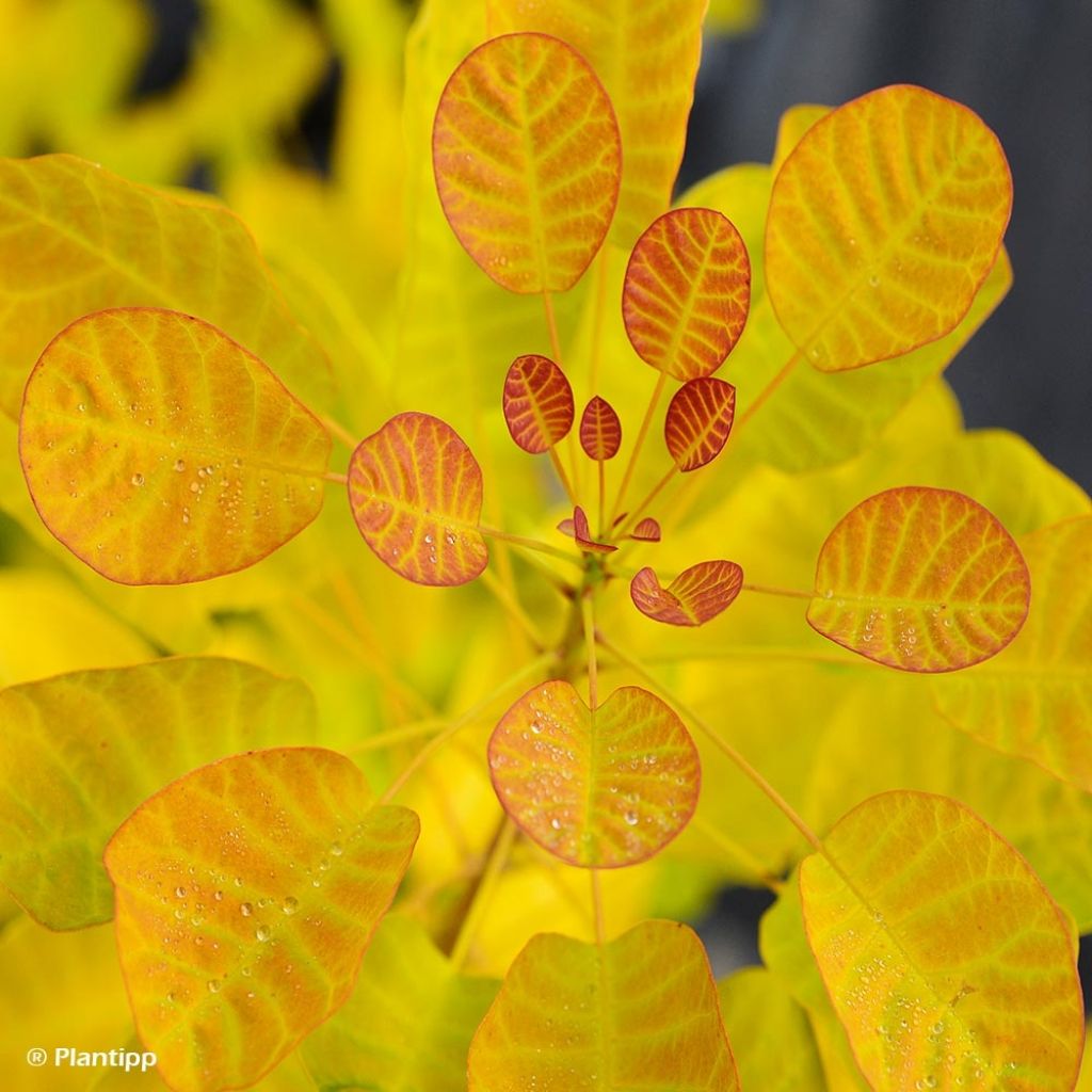 Cotinus coggygria Golden Lady - Arbre à perruque