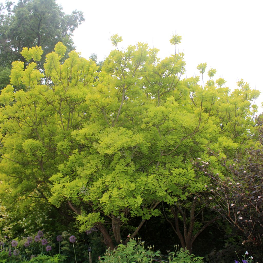 Cotinus coggygria Golden Spirit