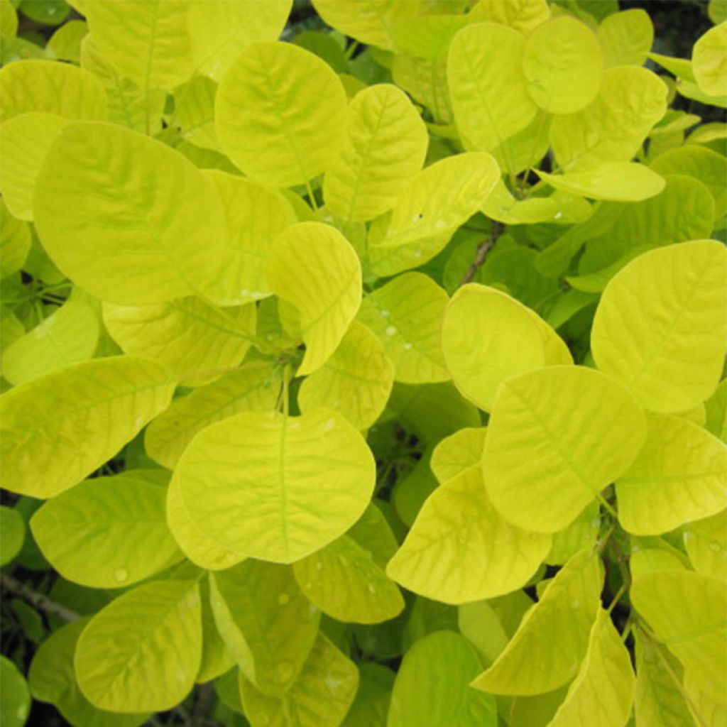 Cotinus coggygria Golden Spirit