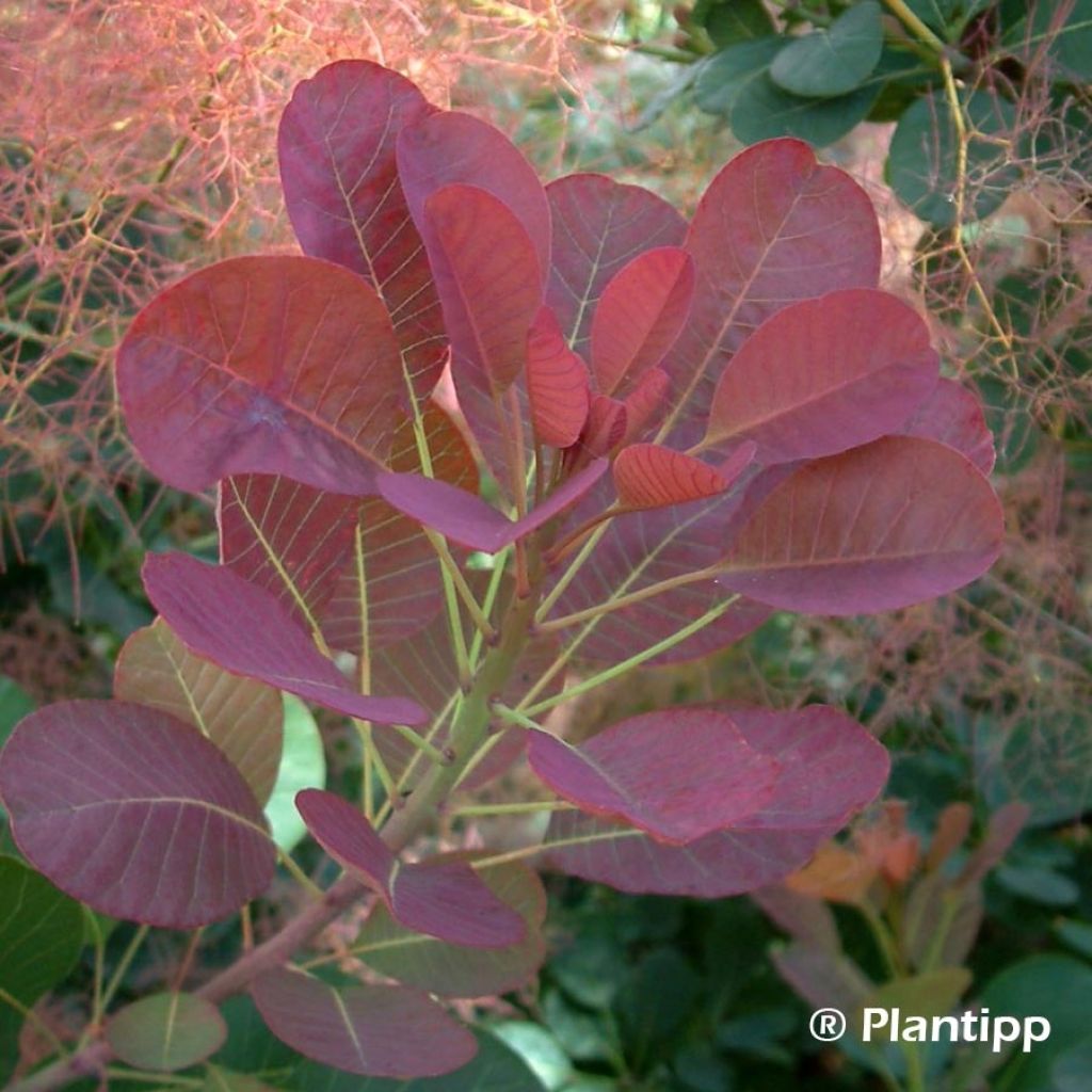 Cotinus coggygria Red Spirit - Arbre à perruque