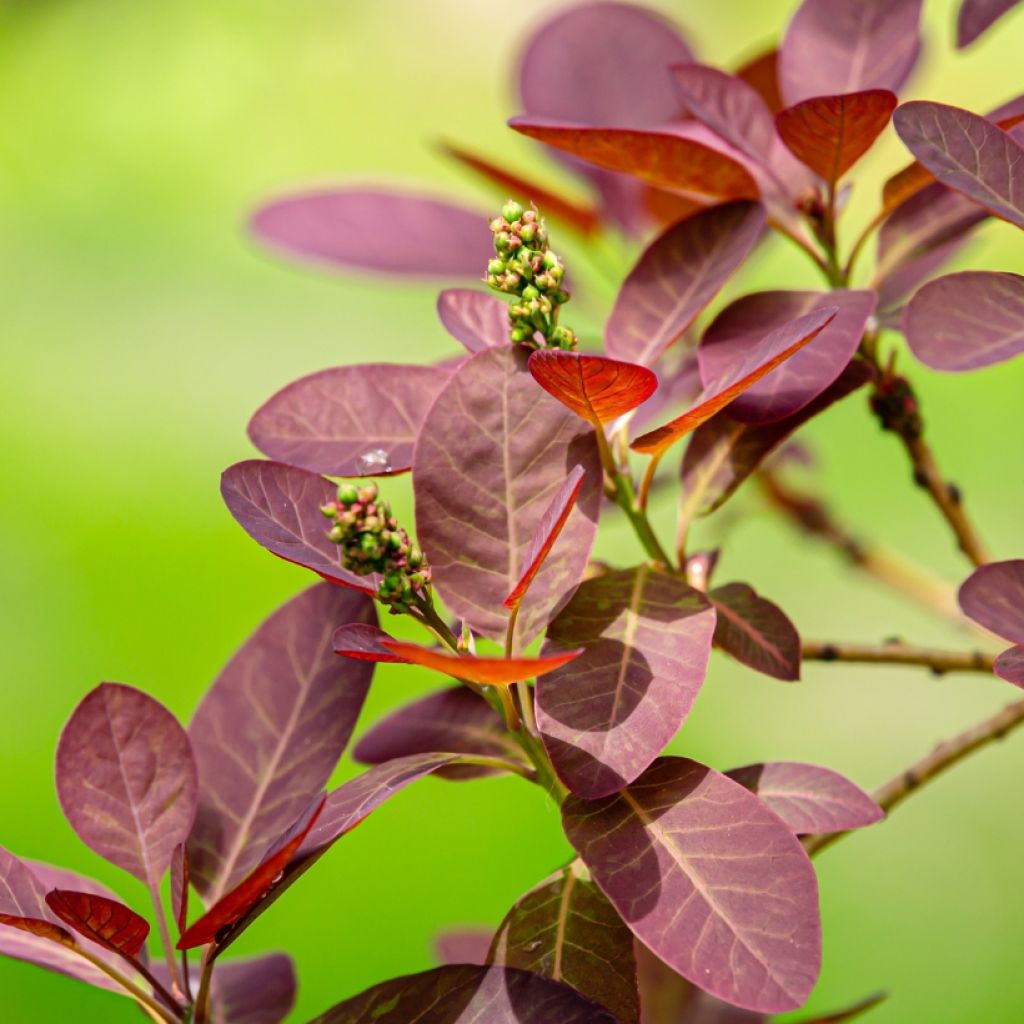 Cotinus coggygria Royal Purple