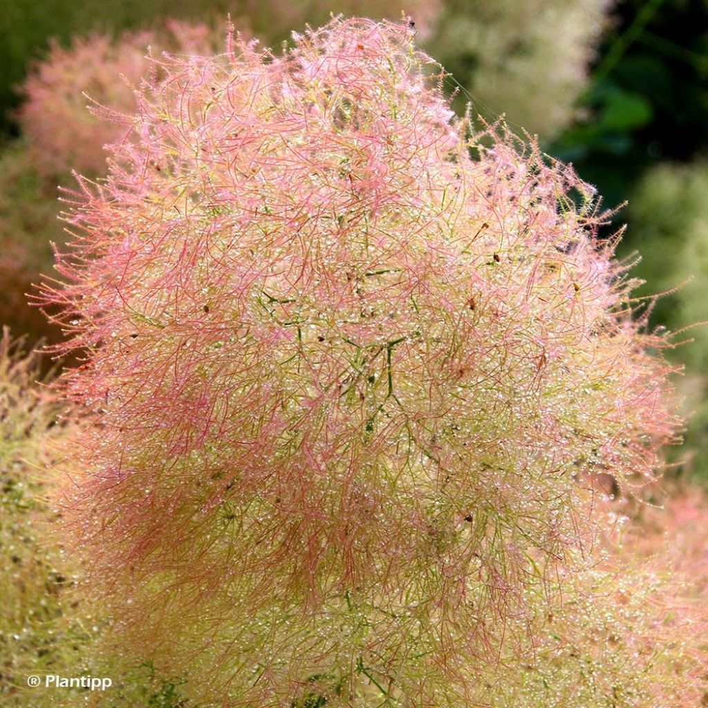 Cotinus coggygria Young Lady - Arbre à Perruque