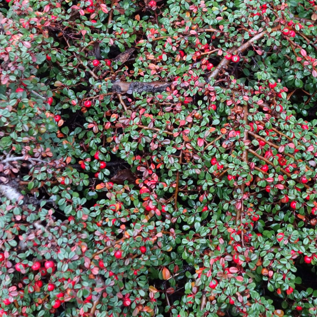 Cotoneaster congestus