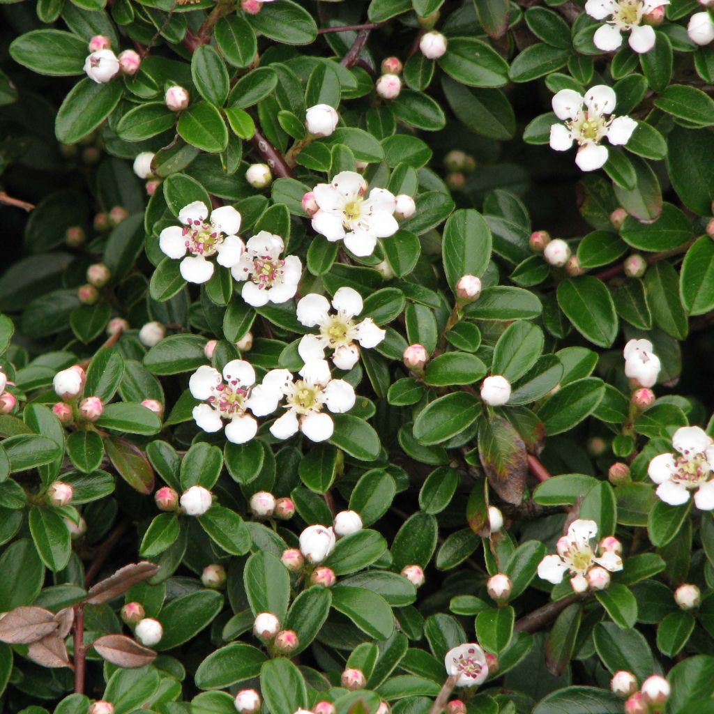 Cotoneaster dammeri Evergreen - Cotoneaster de Dammer