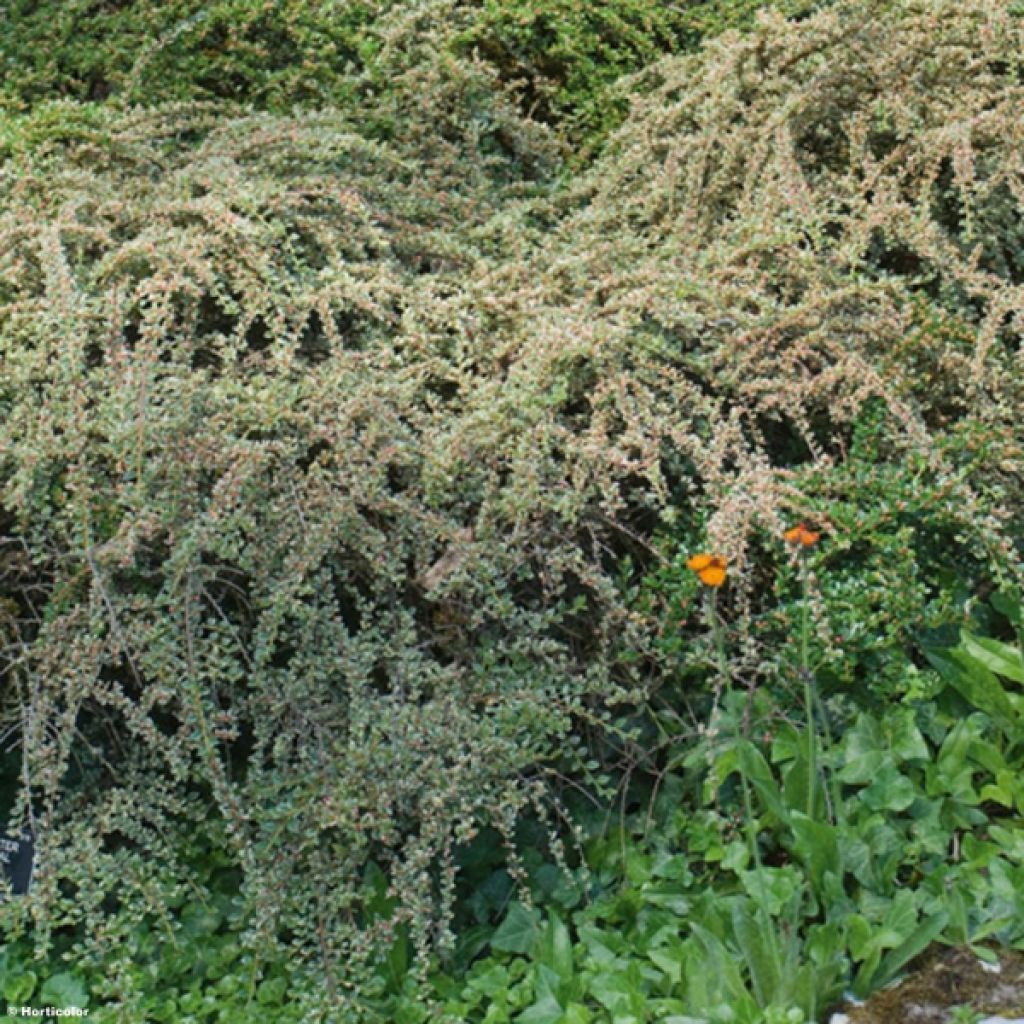 Cotoneaster horizontalis Variegatus - Cotonéaster rampant