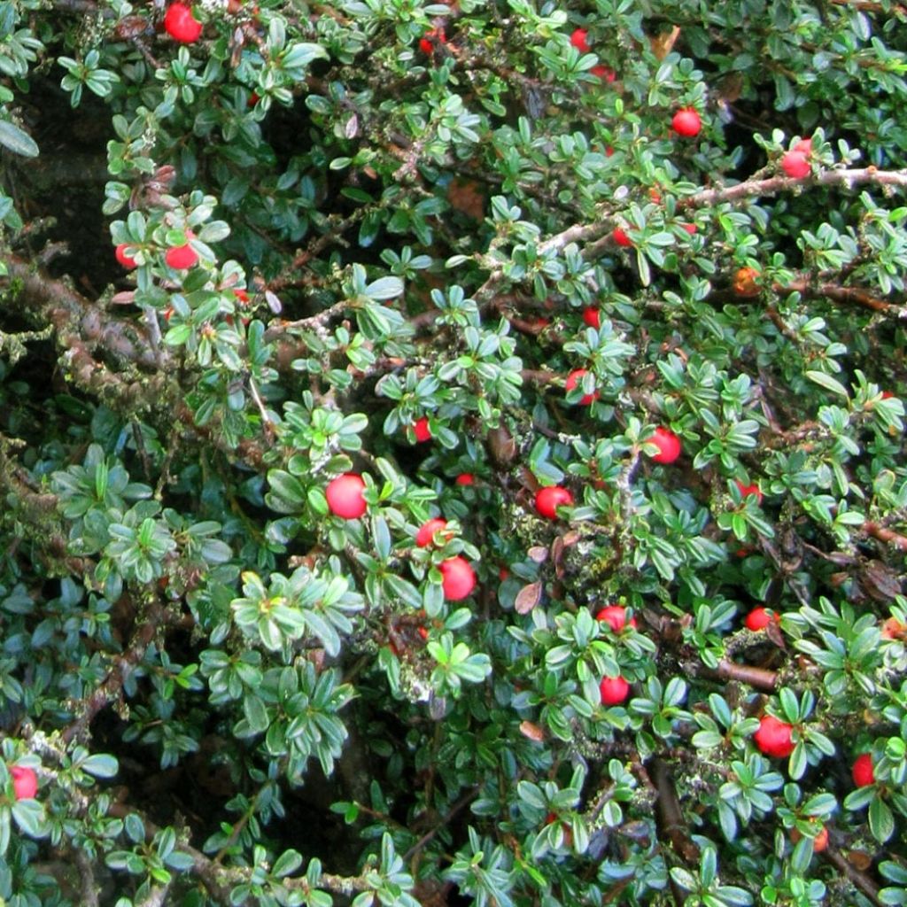 Cotonéaster à feuille de thym - Cotoneaster integrifolius