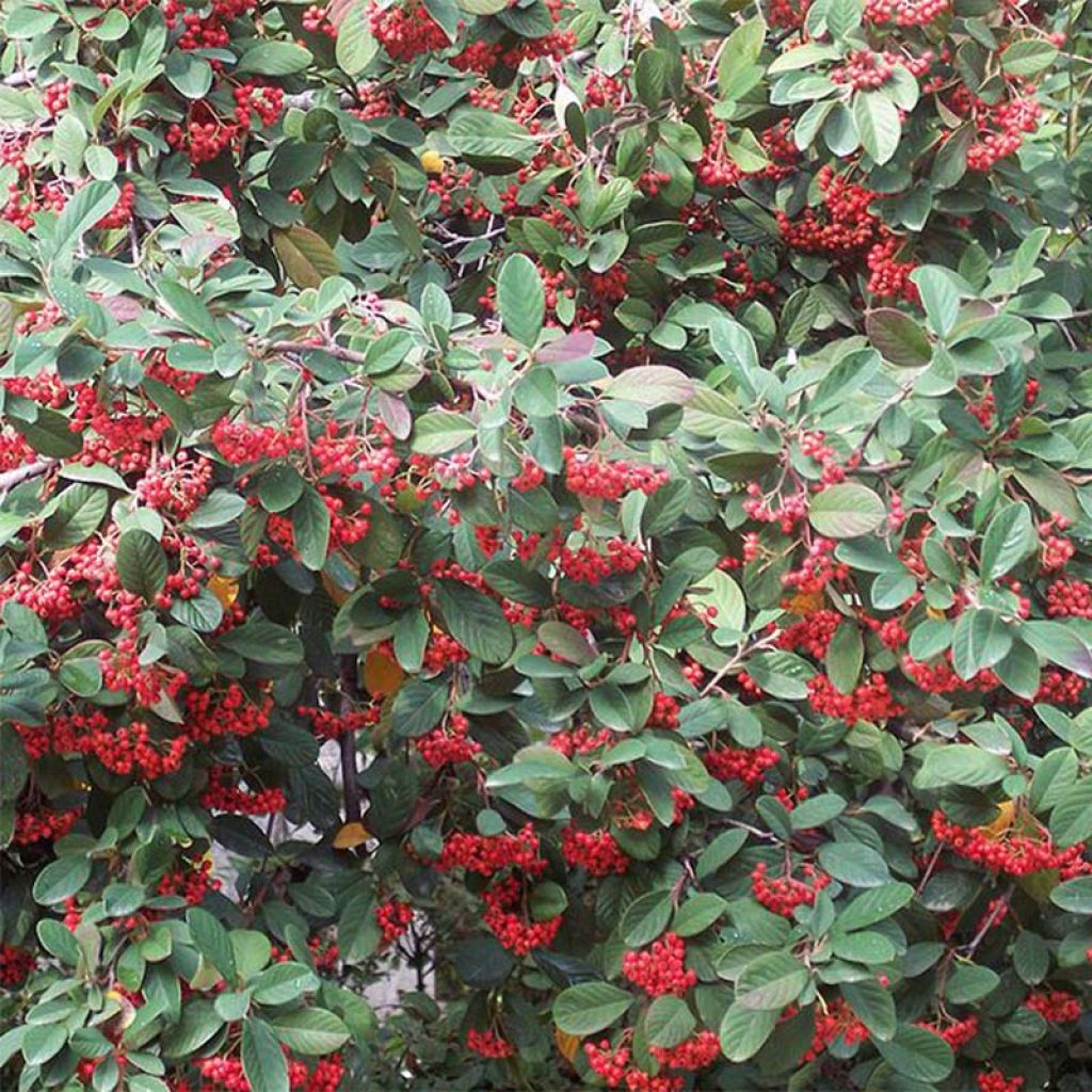 Cotoneaster lacteus - Cotoneaster laiteux.