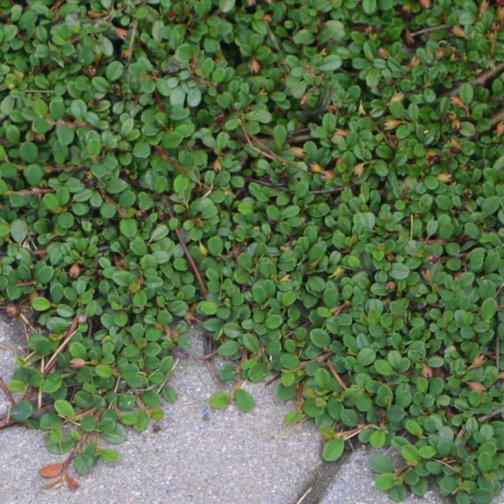 Cotoneaster procumbens Streibs Findling