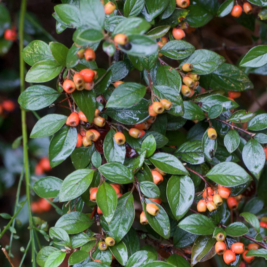 Cotoneaster simonsii - Cotonéaster de Simons