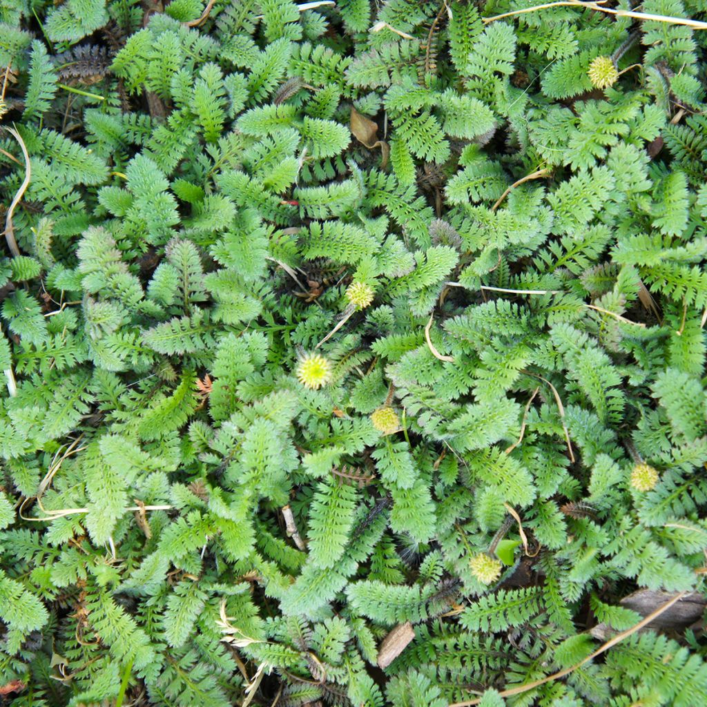 Leptinella squalida