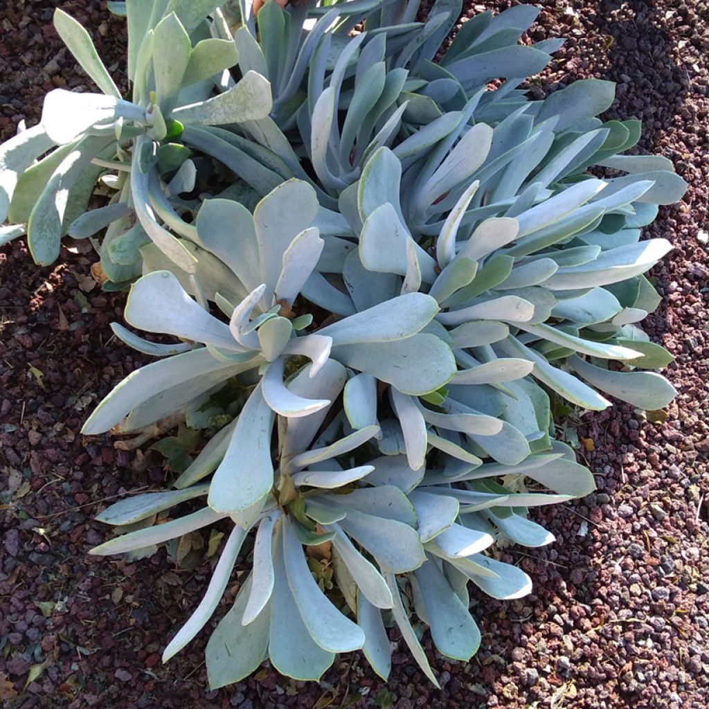 Cotyledon orbiculata Silver Dollar