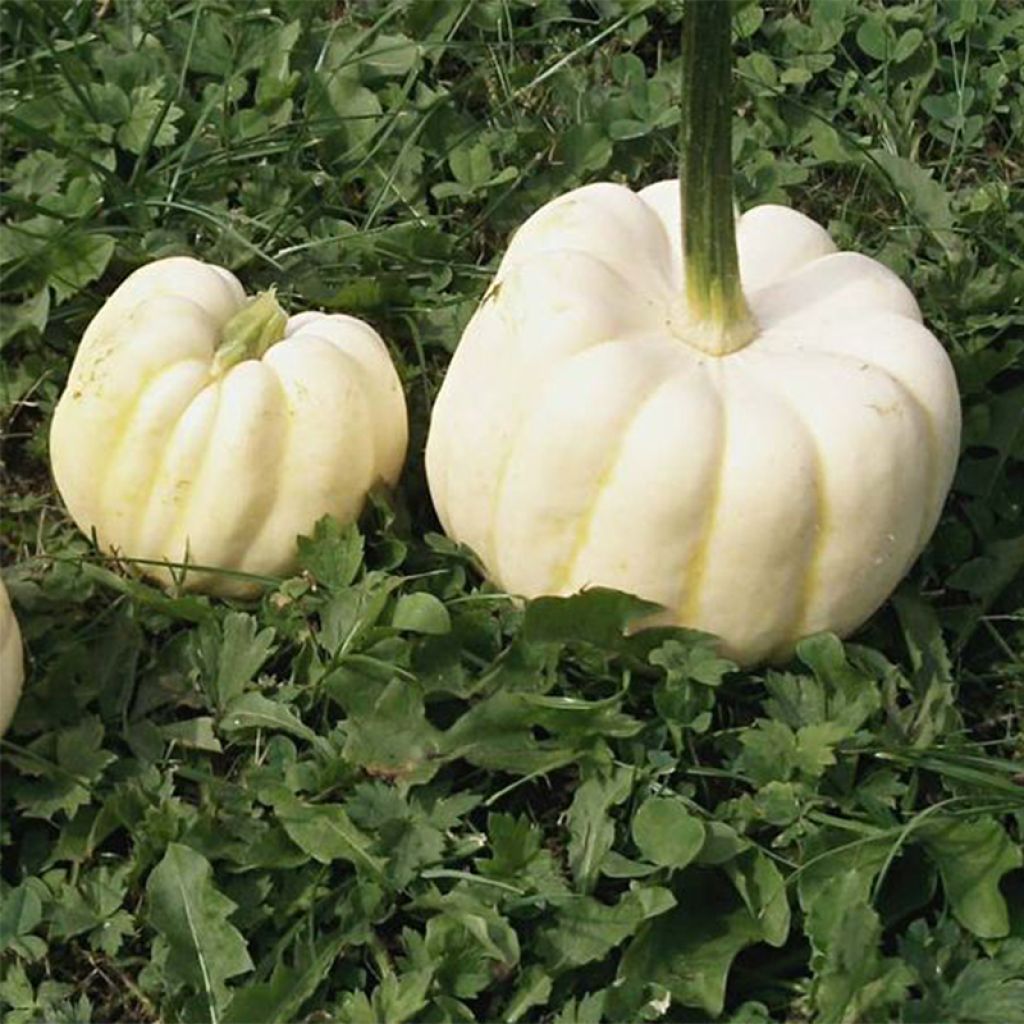 Courge Baby Boo - Curcubita pepo