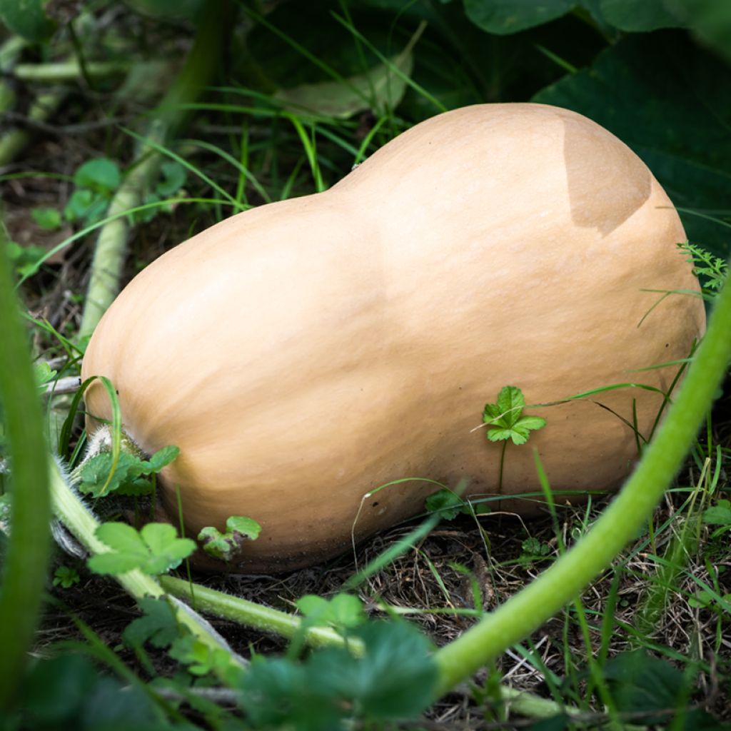 Zucca moscata Butternut Bio - Ferme de Sainte Marthe