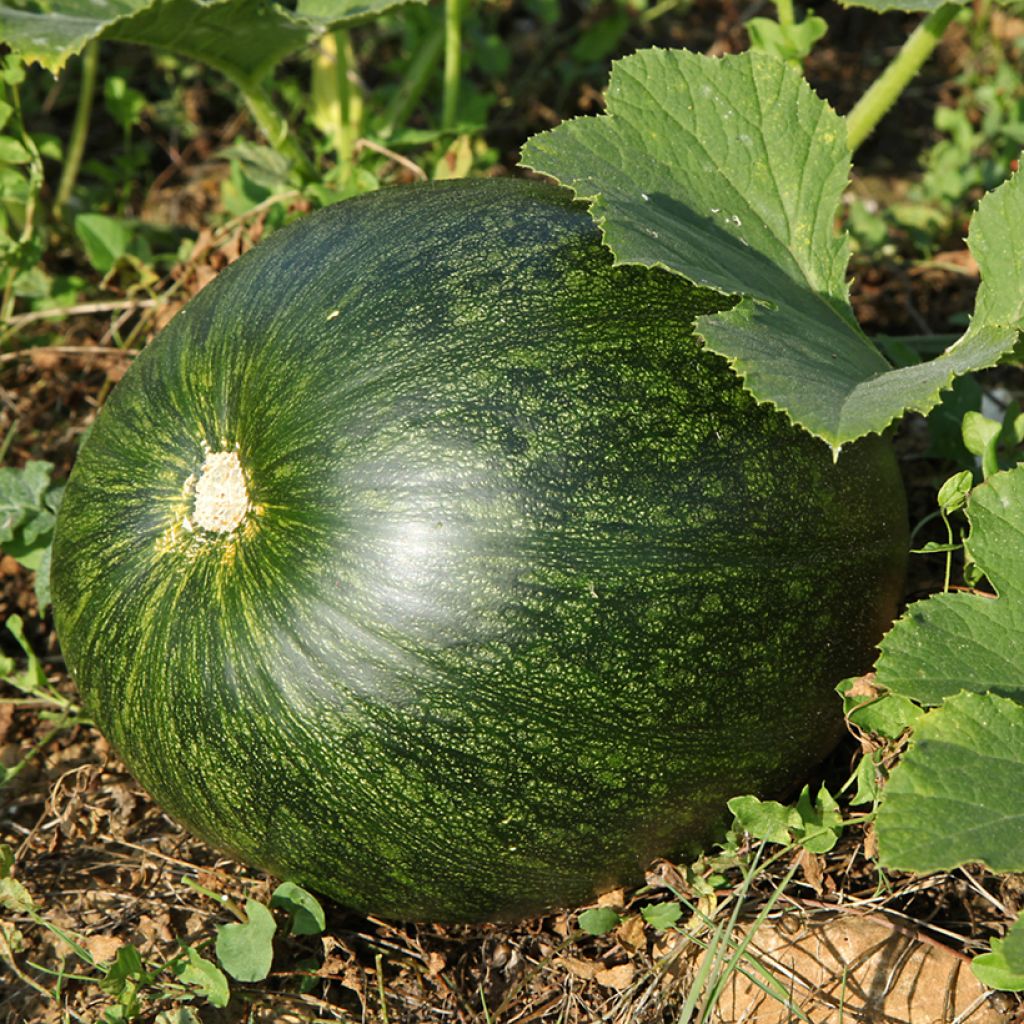 Zucchino Lady Godiva Bio - Ferme de Sainte Marthe