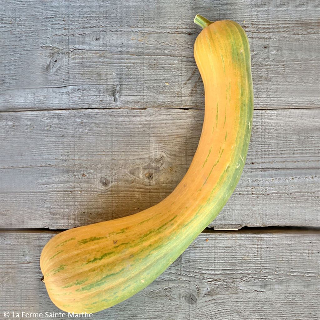 Zucca moscata Lunga di Nizza