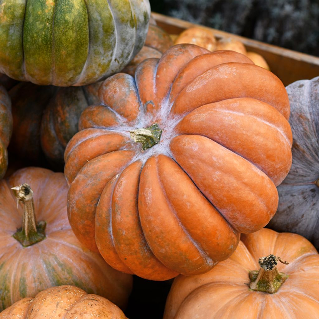 Zucca moscata Muscade Bio - Ferme de Sainte Marth