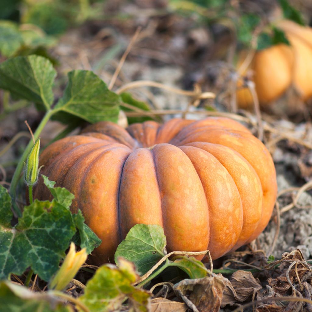 Zucca moscata di Provenza (semi)