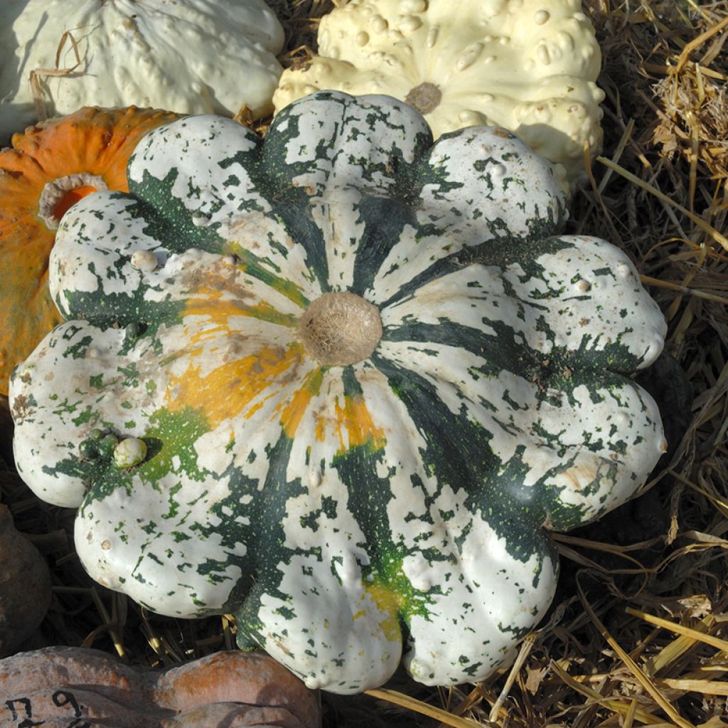 Zucchino Patisson Vert Panaché de Blanc