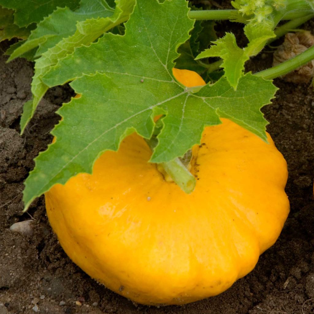 Courge Pâtisson orange - Cucurbita pepo