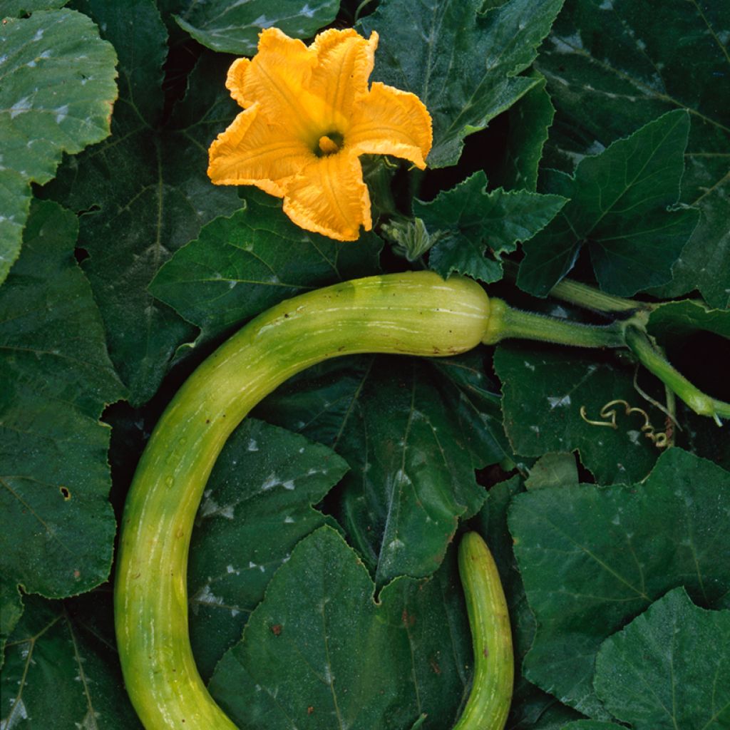 Zucca moscata Trompette d'Albenga