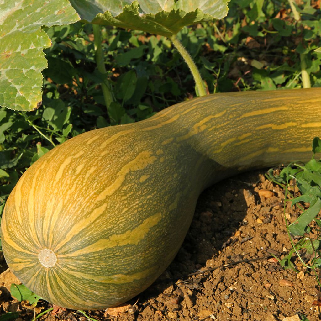 Zucchino trombetta di Nica - Vilmorin