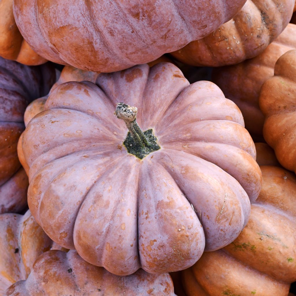 Zucca moscata di Provenza Bio