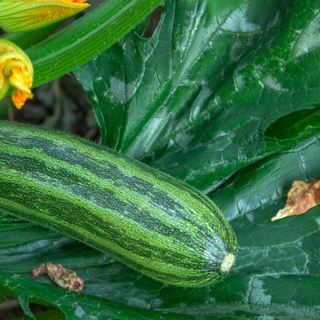 Zucchino Verde non coureuse d'Italia