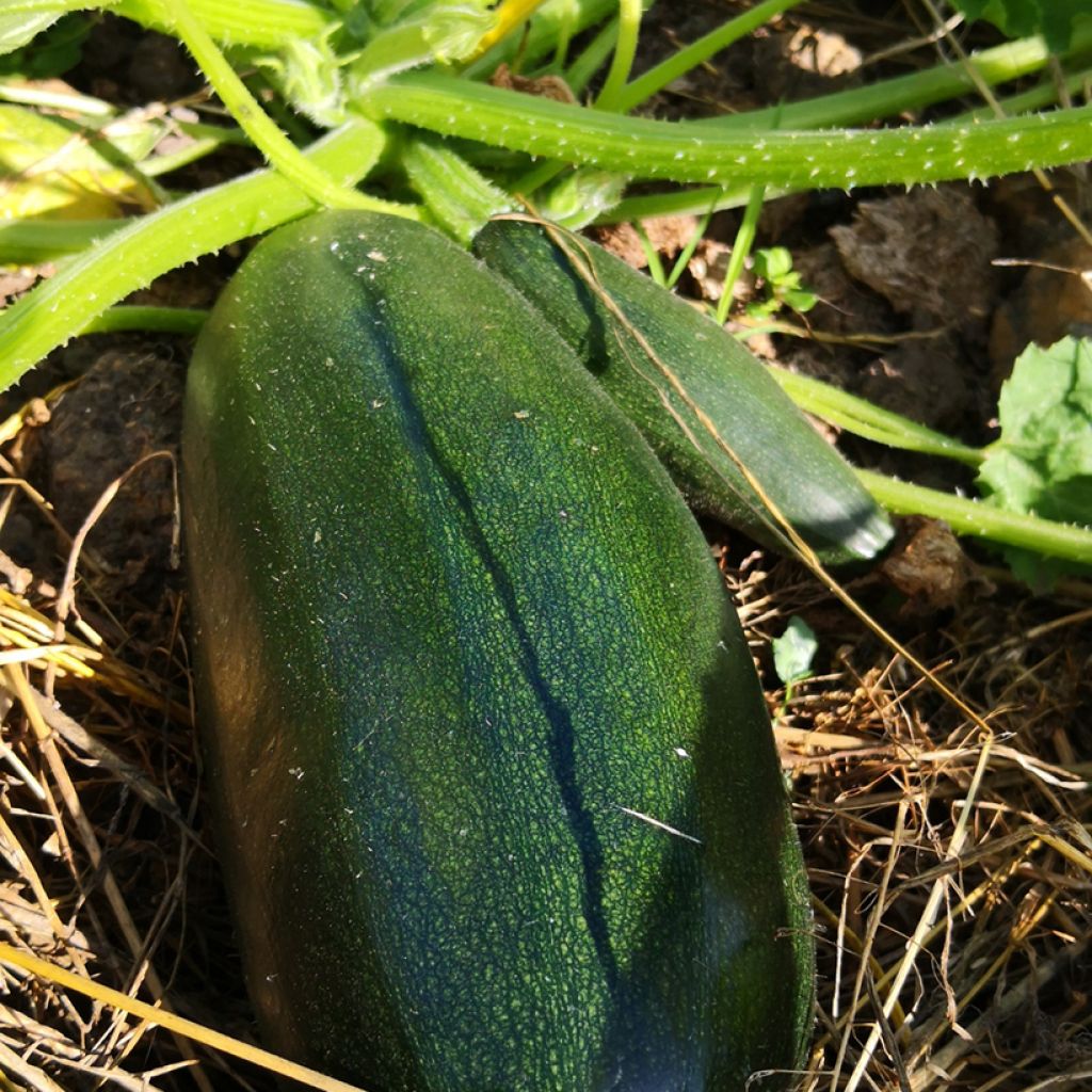 Zucchino Verde non coureuse d'Italia