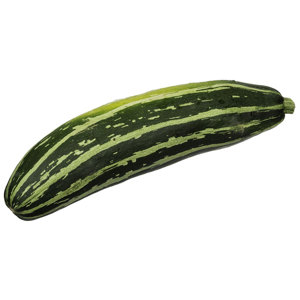 Zucchino Verde non coureuse d'Italia