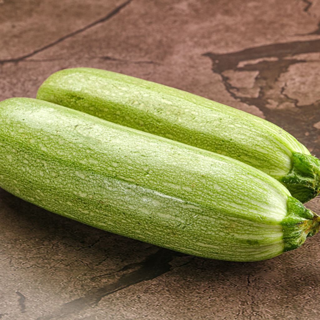 Zucchino Amalthée