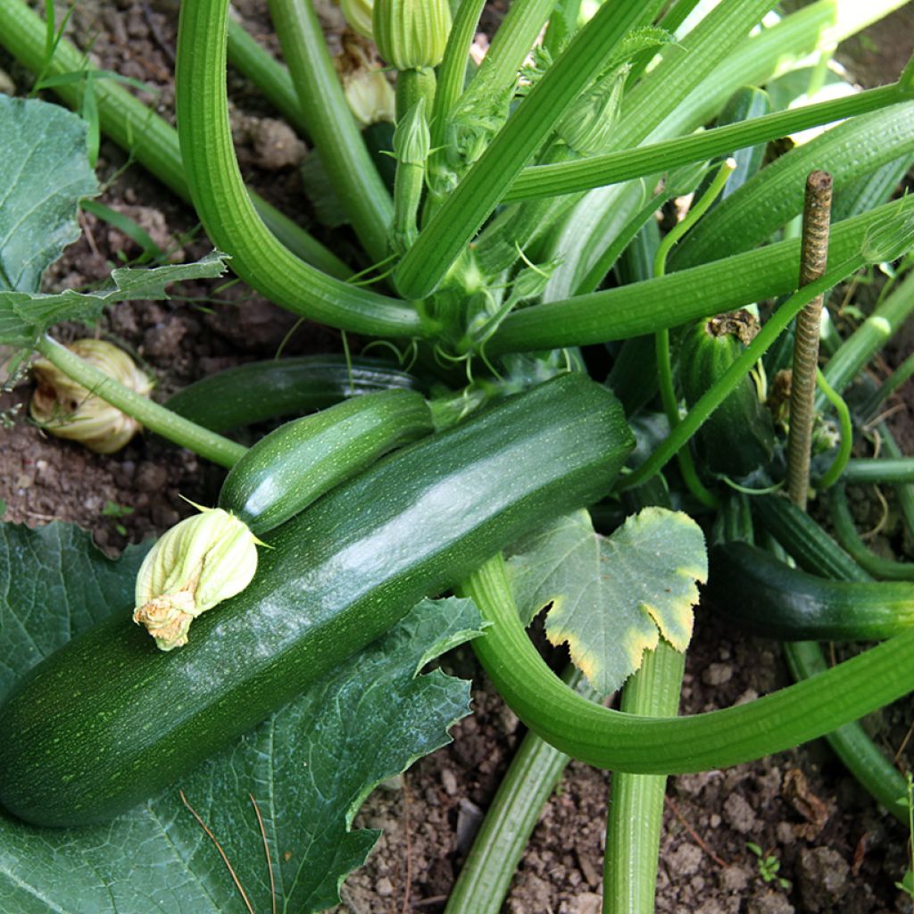 Zucchino Ambassador F1