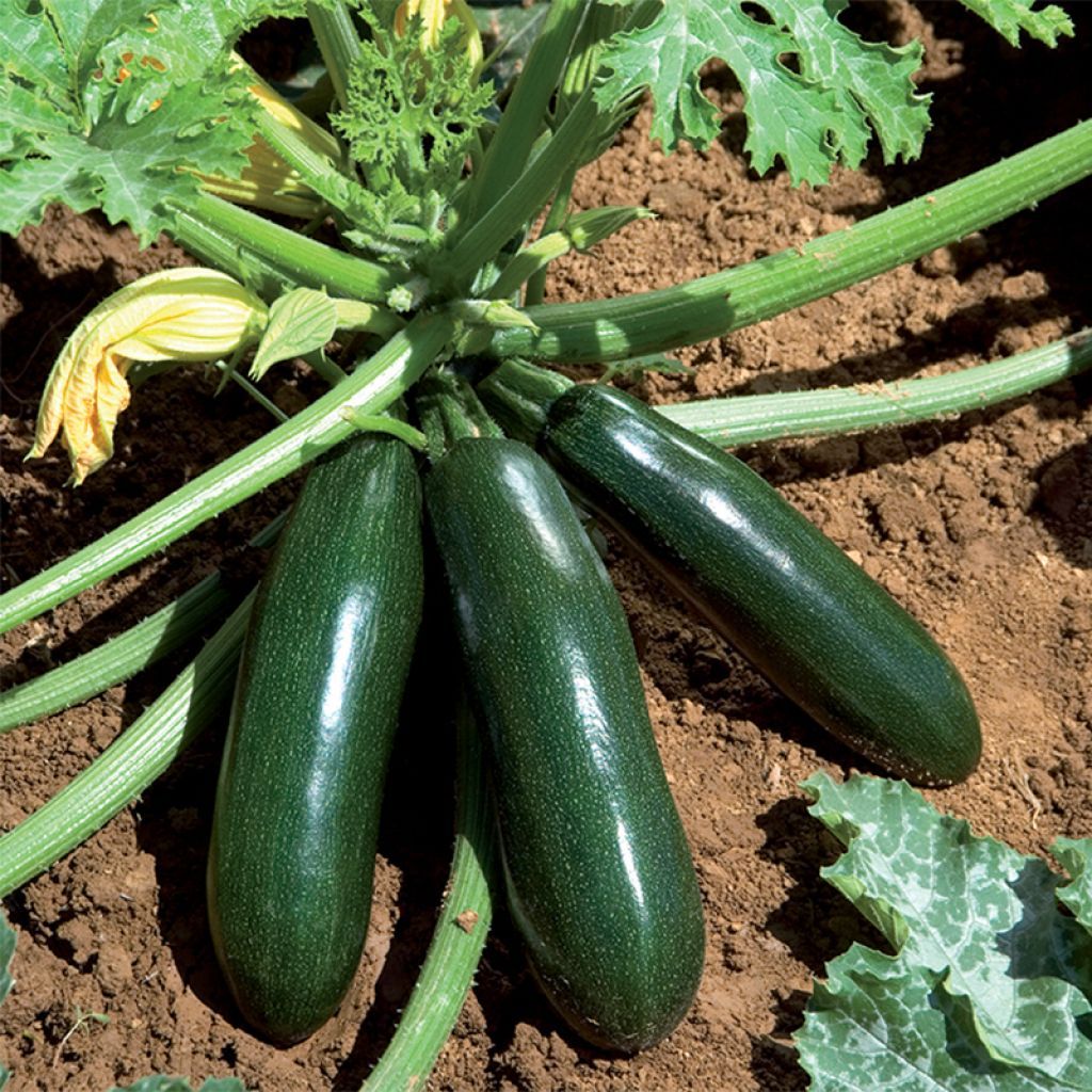 Zucchino Astia F1