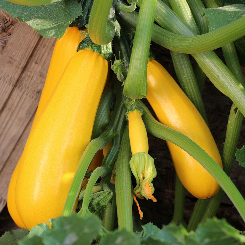 Zucchino Atena Polka F1