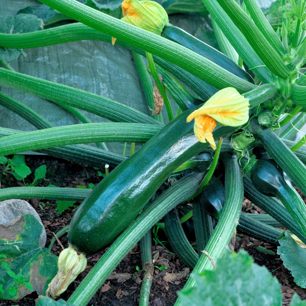 Zucchino Baccara