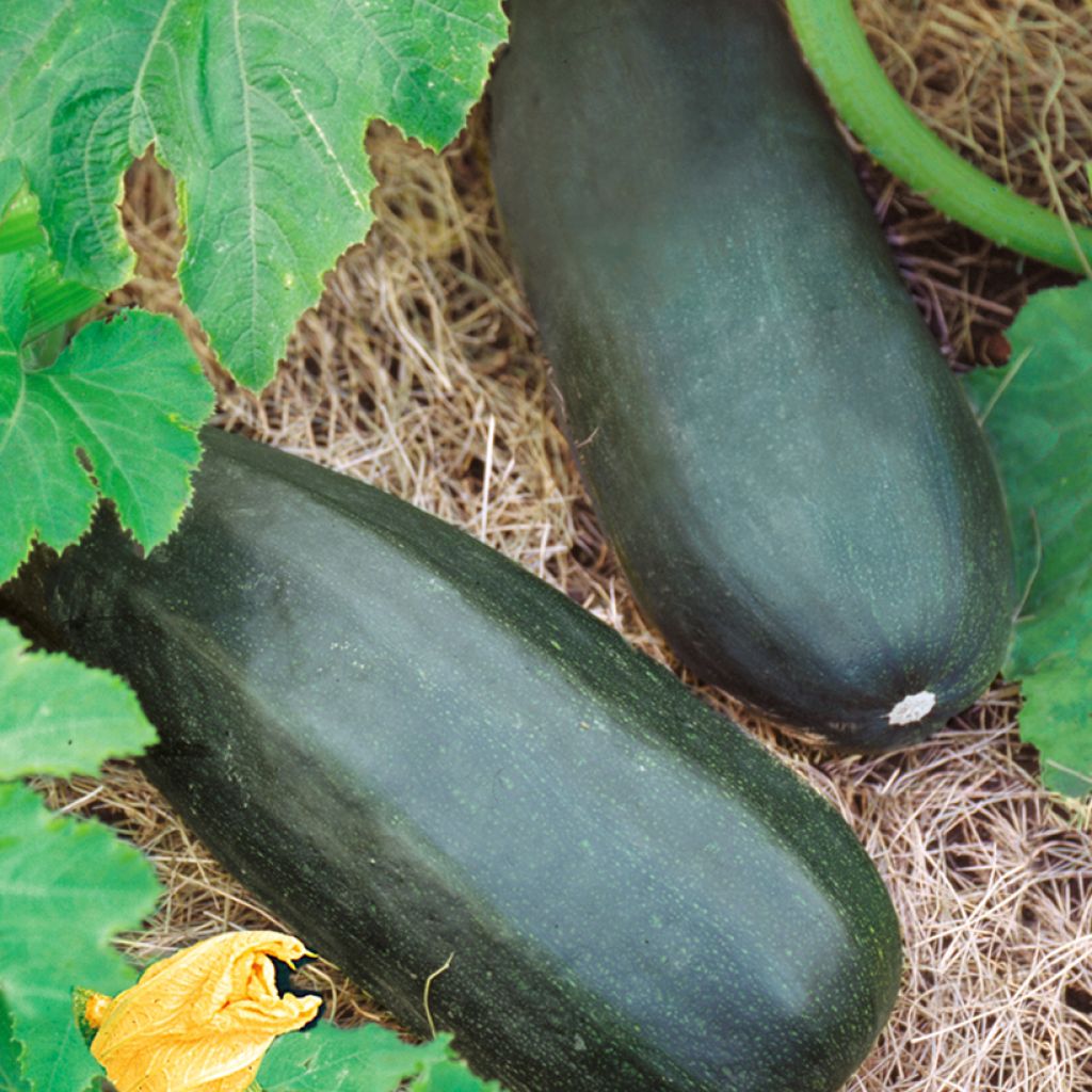 Zucchino British Summertime F1