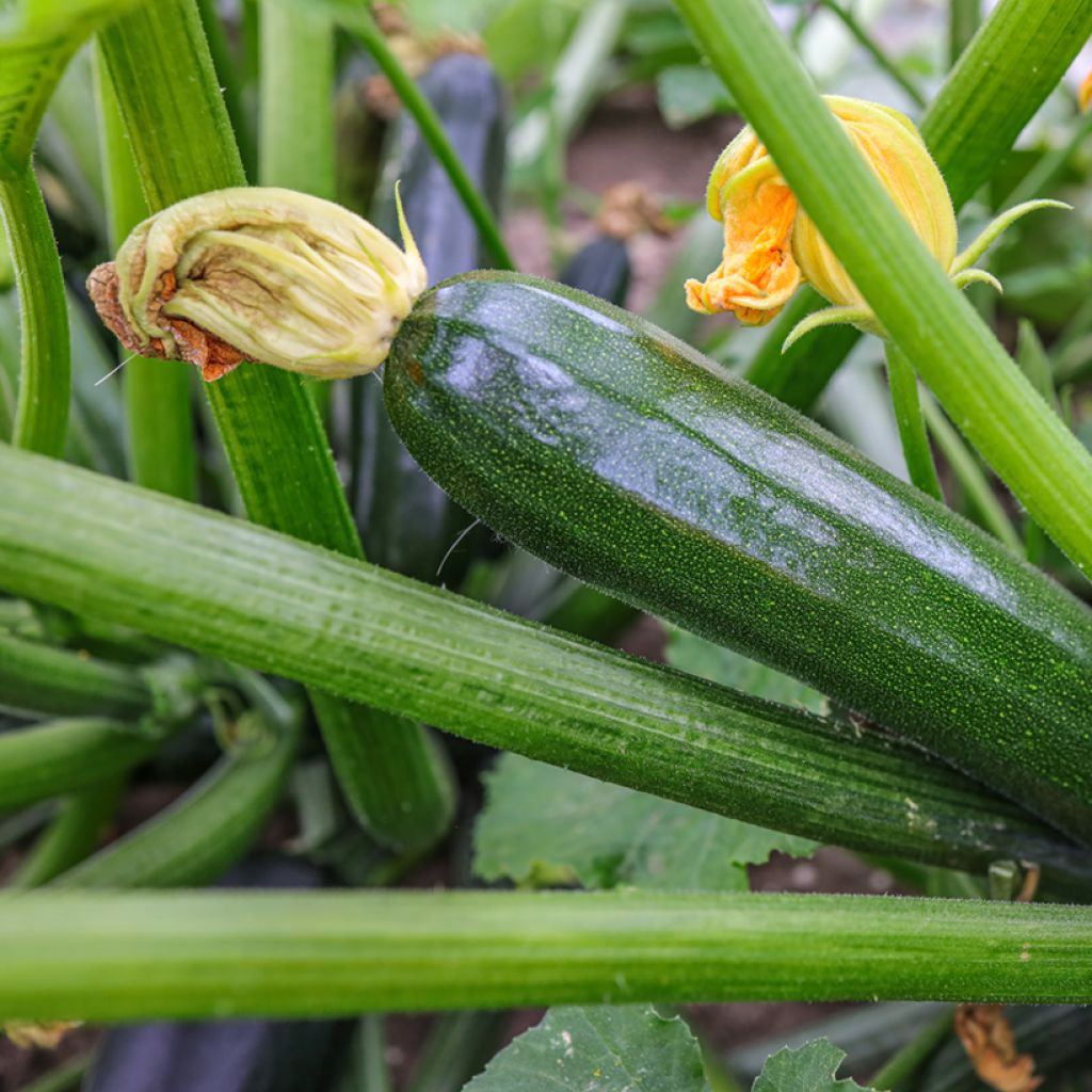 Zucchino Defender F1